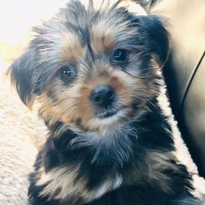 Meet your Posher, Shanz